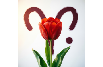 Овен — какой цветок у знака зодиака 