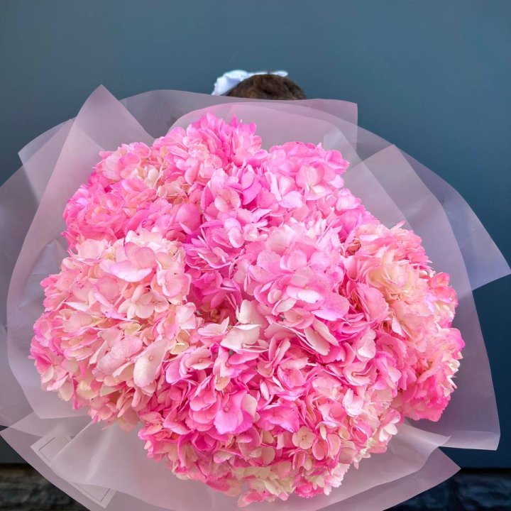 9 ярко розовых гортензий в Нижнем Новгороде