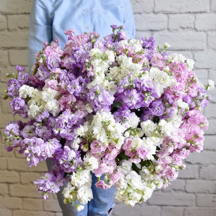 Облако маттиол в Нижнем Новгороде