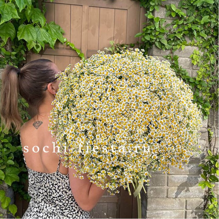 101 ромашка в Нижнем Новгороде