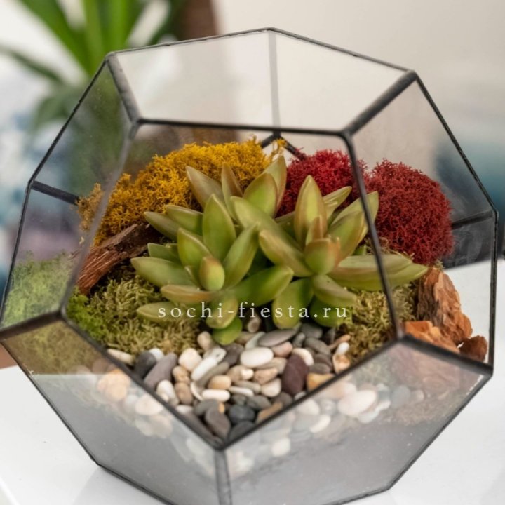 Флорариум “Додекаэдр” с суккулентом Седум в Нижнем Новгороде