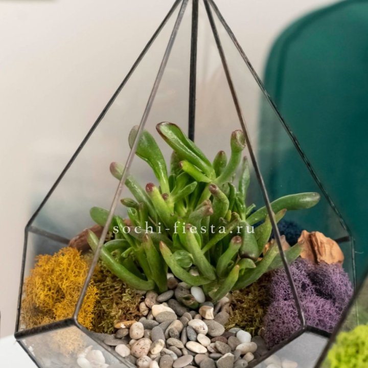 Флорариум “Капля” с суккулентом Крассула Хоббит в Нижнем Новгороде