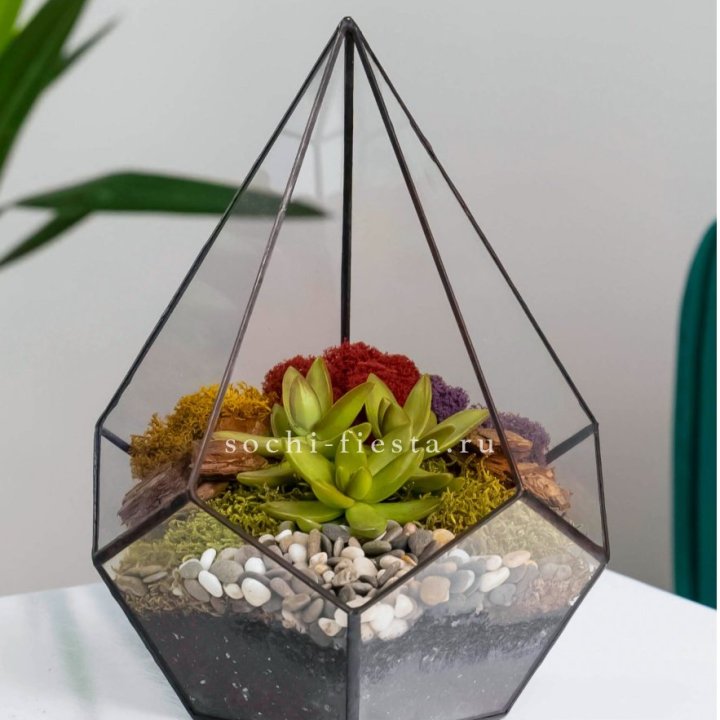 Флорариум Капля с суккулентом в Нижнем Новгороде