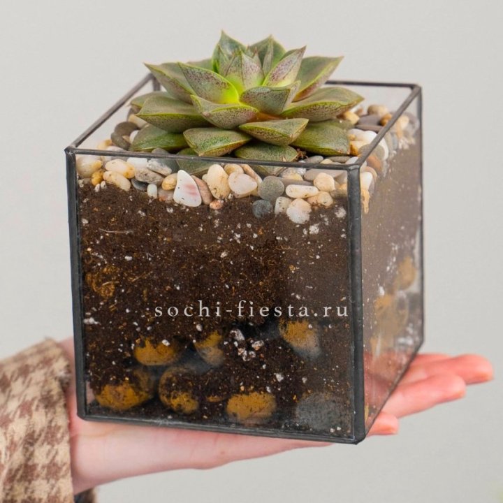 Флорариум Кубик с суккулентом Каменная роза в Нижнем Новгороде