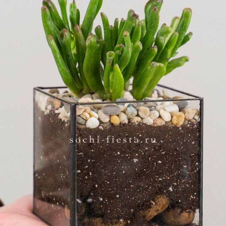 Флорариум Кубик с суккулентом Хоббит в Нижнем Новгороде
