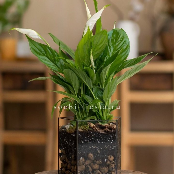 Спатифиллум в кашпо Пятиугольник в Нижнем Новгороде