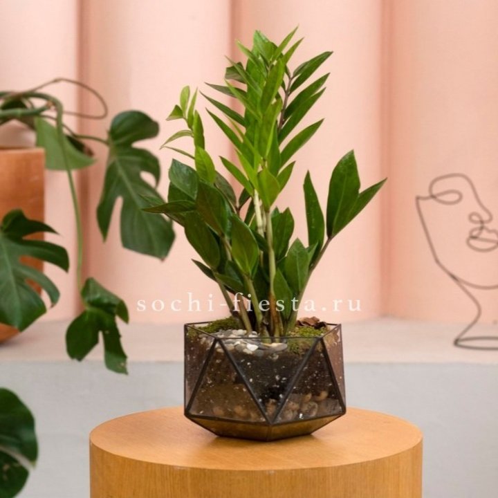 Замиокулькас в кашпо Икосаедр в Нижнем Новгороде