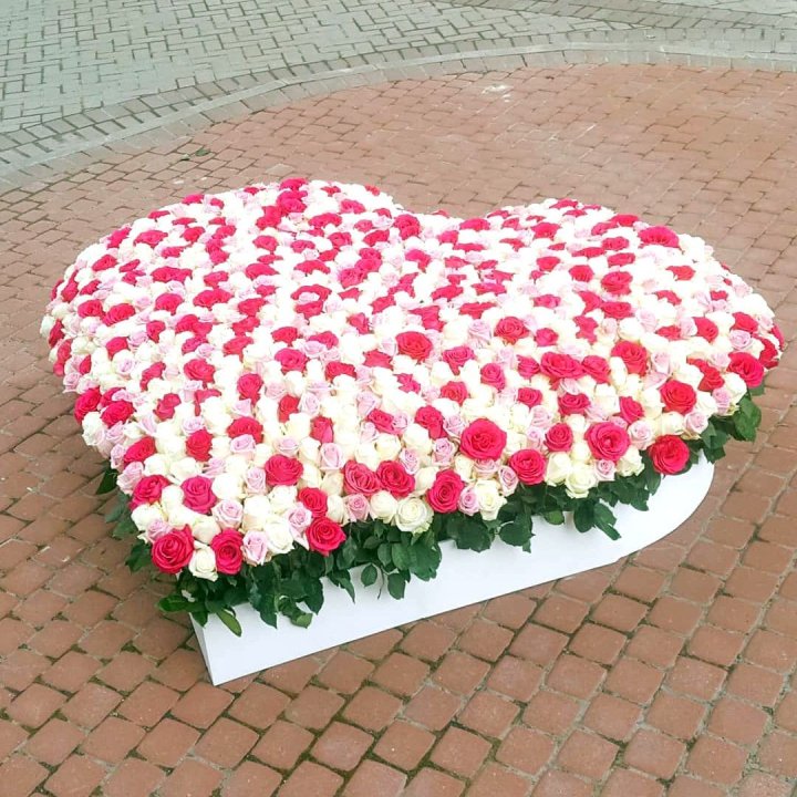 555 роза  в Нижнем Новгороде