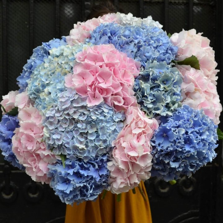 Букет гортензий "Фонтан" в Нижнем Новгороде