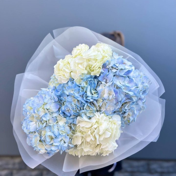 5 бело-голубых гортензий в Нижнем Новгороде
