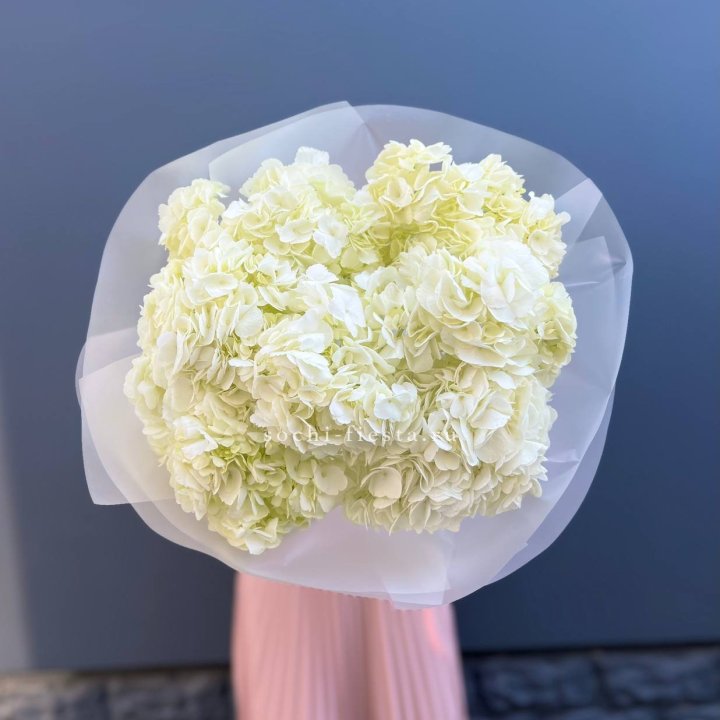 7 белых гортензий в Нижнем Новгороде