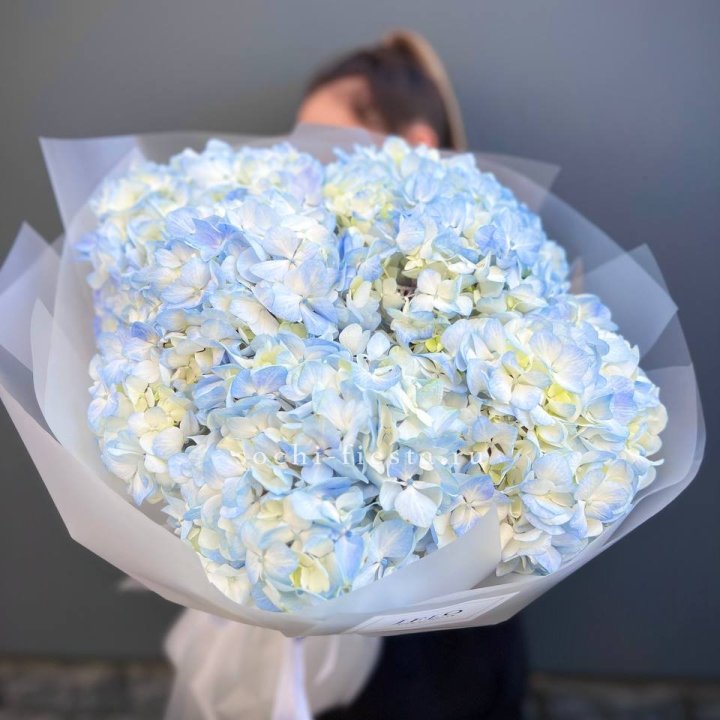 5 голубых гортензий в Нижнем Новгороде