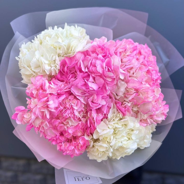 5 бело-розовых гортензий в Нижнем Новгороде