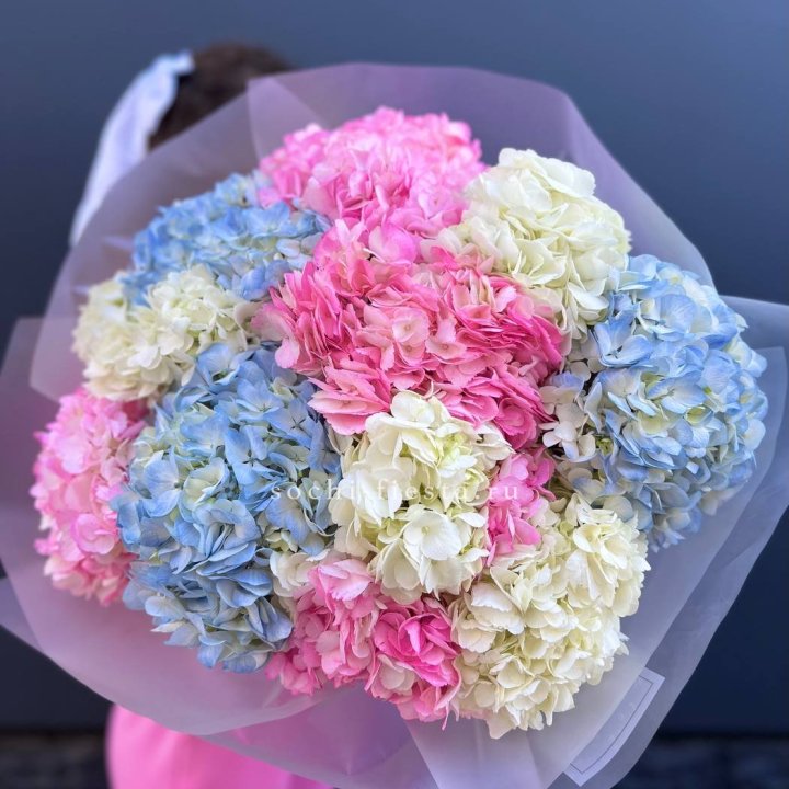 11 гортензий микс в Нижнем Новгороде
