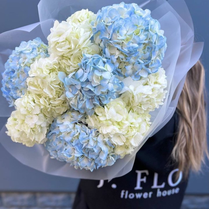 9 бело-голубых гортензий в Нижнем Новгороде