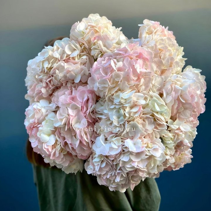 Охапка розовой гортензии в Нижнем Новгороде