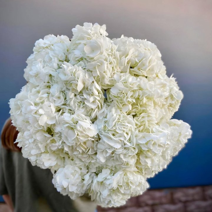 Охапка белой гортензии в Нижнем Новгороде