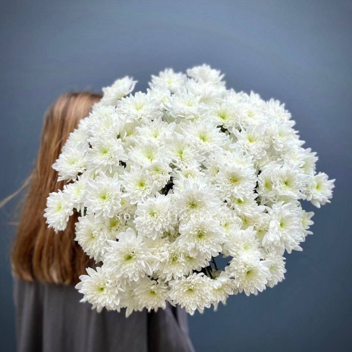 Охапка Хризантемы кустовой в Нижнем Новгороде