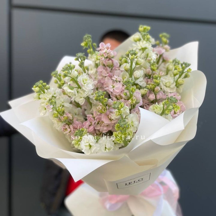 29 маттиол  в Нижнем Новгороде