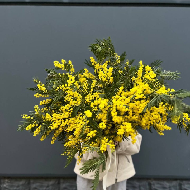 Охопка мимозы в Нижнем Новгороде