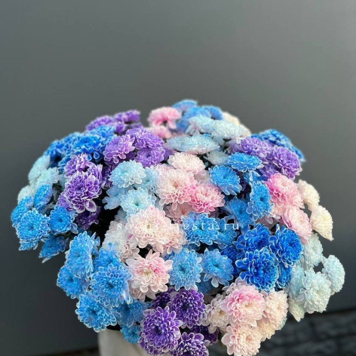 25 цветных хризантем в Нижнем Новгороде