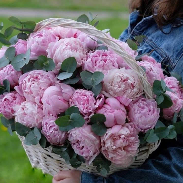 51 пион в корзине в Нижнем Новгороде